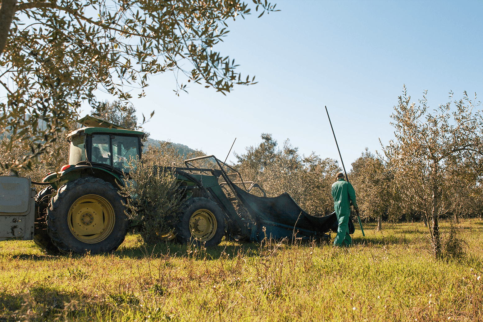A farmer in green overalls stands beside a tractor in an olive grove on a sunny day. Olive trees surround the scene, conveying a peaceful rural setting.