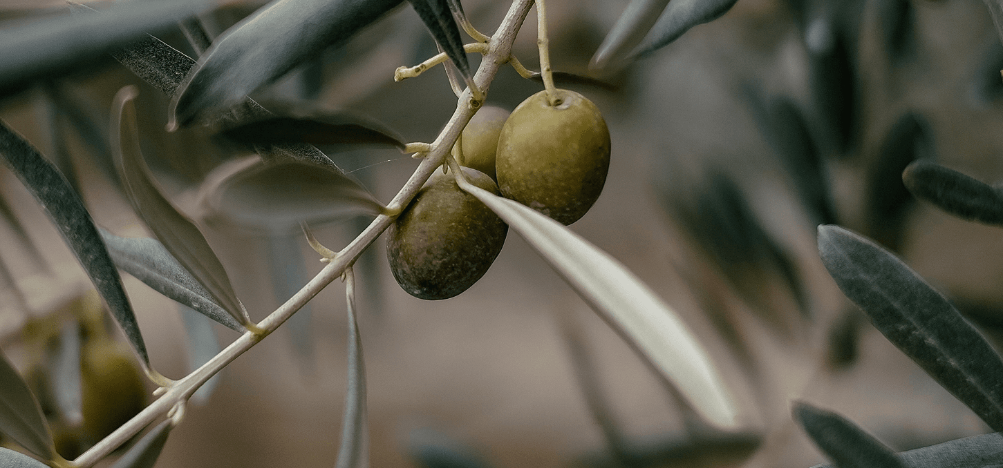 Primer plano de una rama de olivo con dos aceitunas verdes, rodeada de exuberantes hojas verdes, sobre un fondo suave y difuminado.