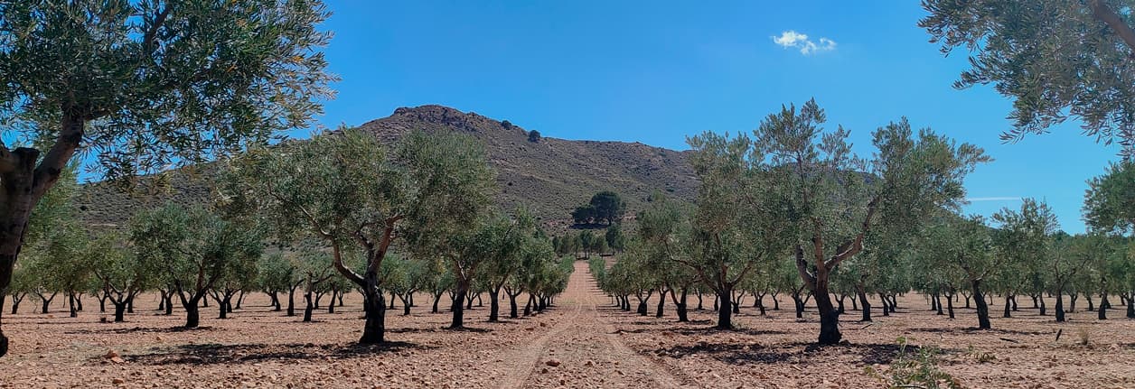 Un camino de tierra flanqueado por árboles conduce a una majestuosa montaña al fondo, mostrando un sereno paisaje natural.