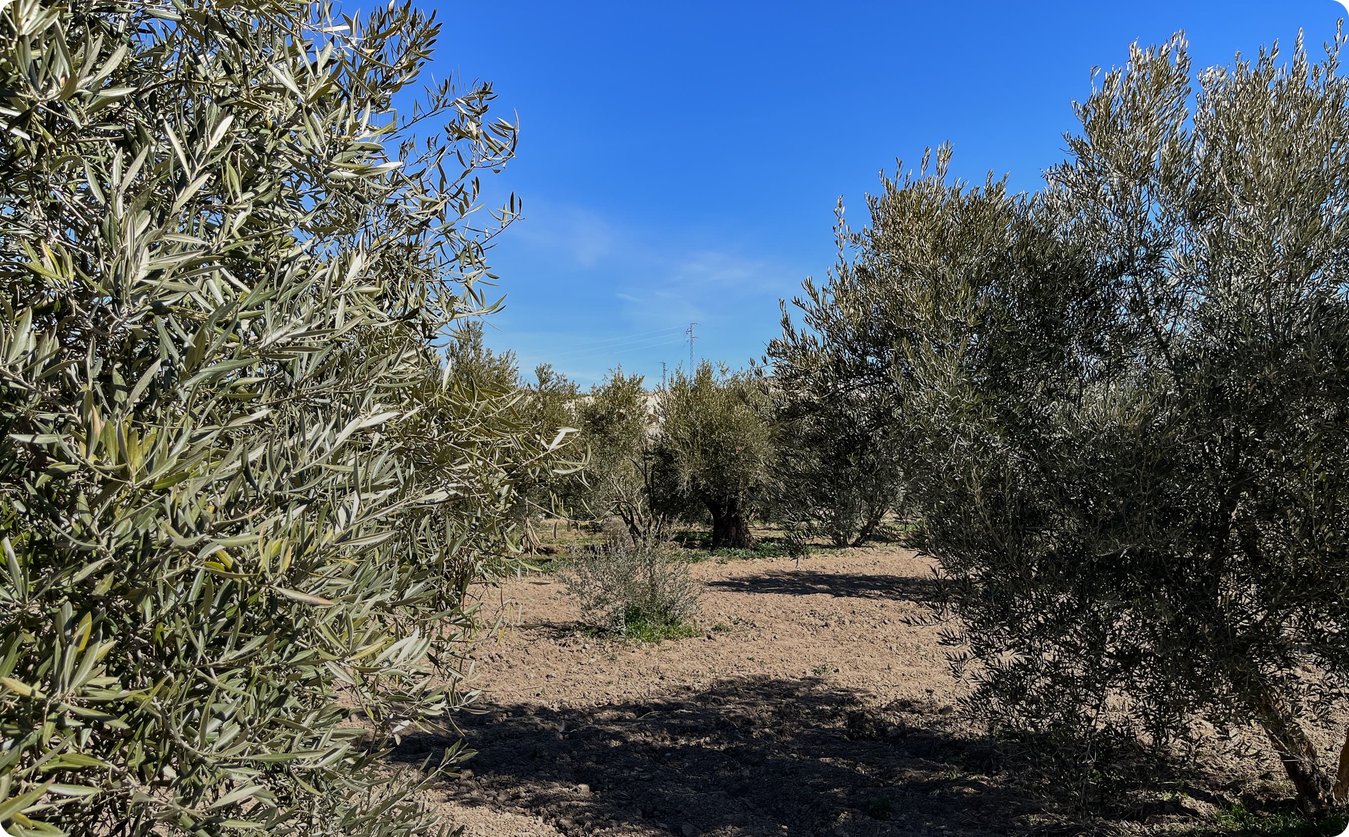Olive trees with dense green foliage grow in an orchard under a clear blue sky. The ground is dry and sparsely covered with grass.