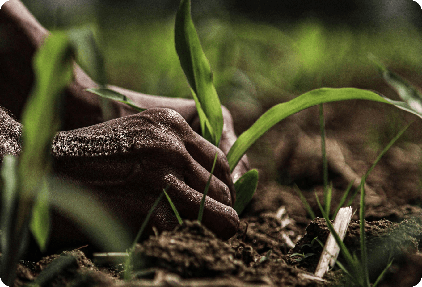 Manos cuidando pequeñas plantas verdes en un campo cubierto de tierra.