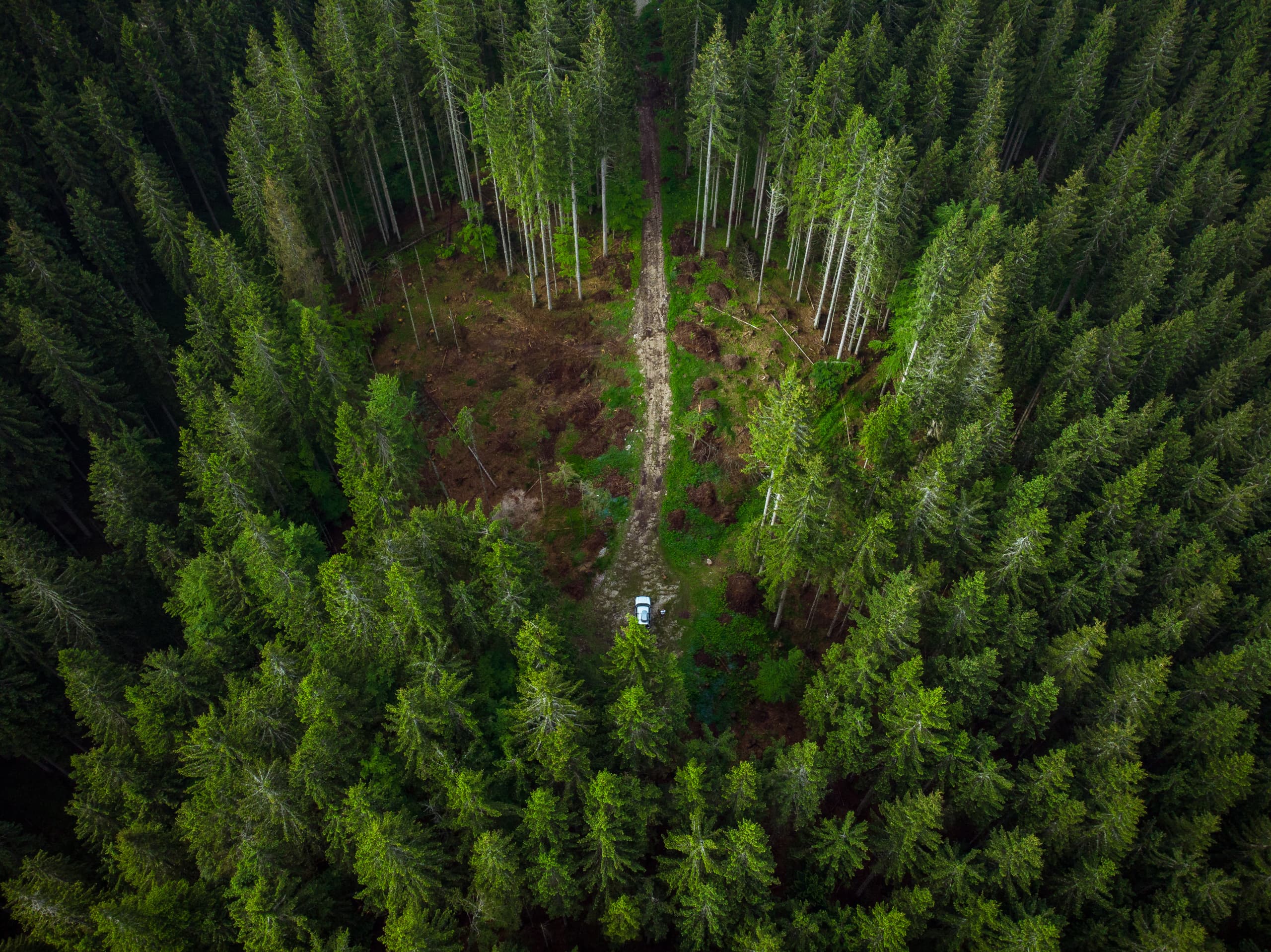 Aerial view of a dense, green forest with tall pines. A narrow dirt road cuts through the forest, with a white car parked in the centre.