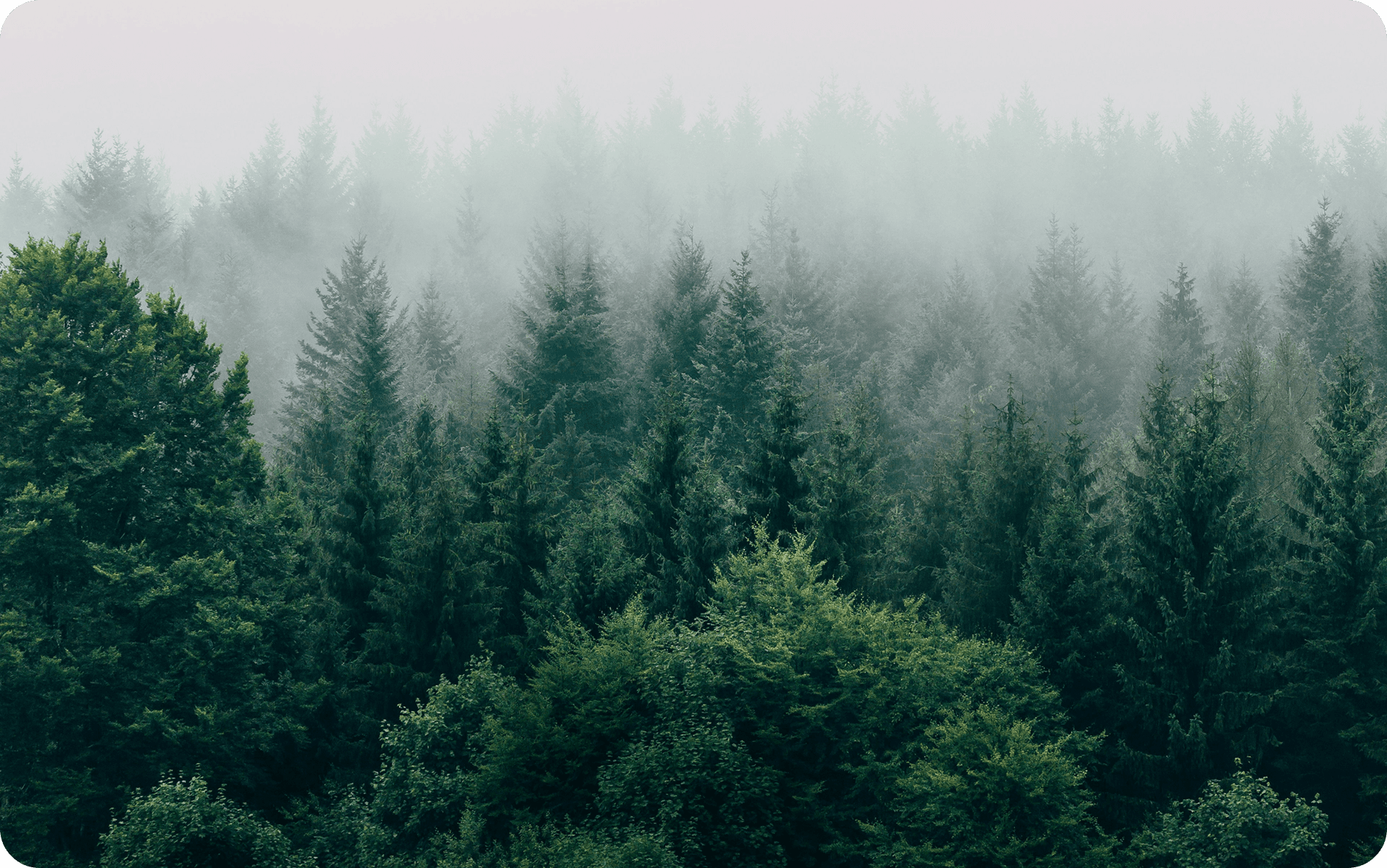 Denso bosque verde con altos árboles de hoja perenne envueltos en niebla, creando una atmósfera serena y misteriosa. La niebla difumina las copas de los árboles lejanos.