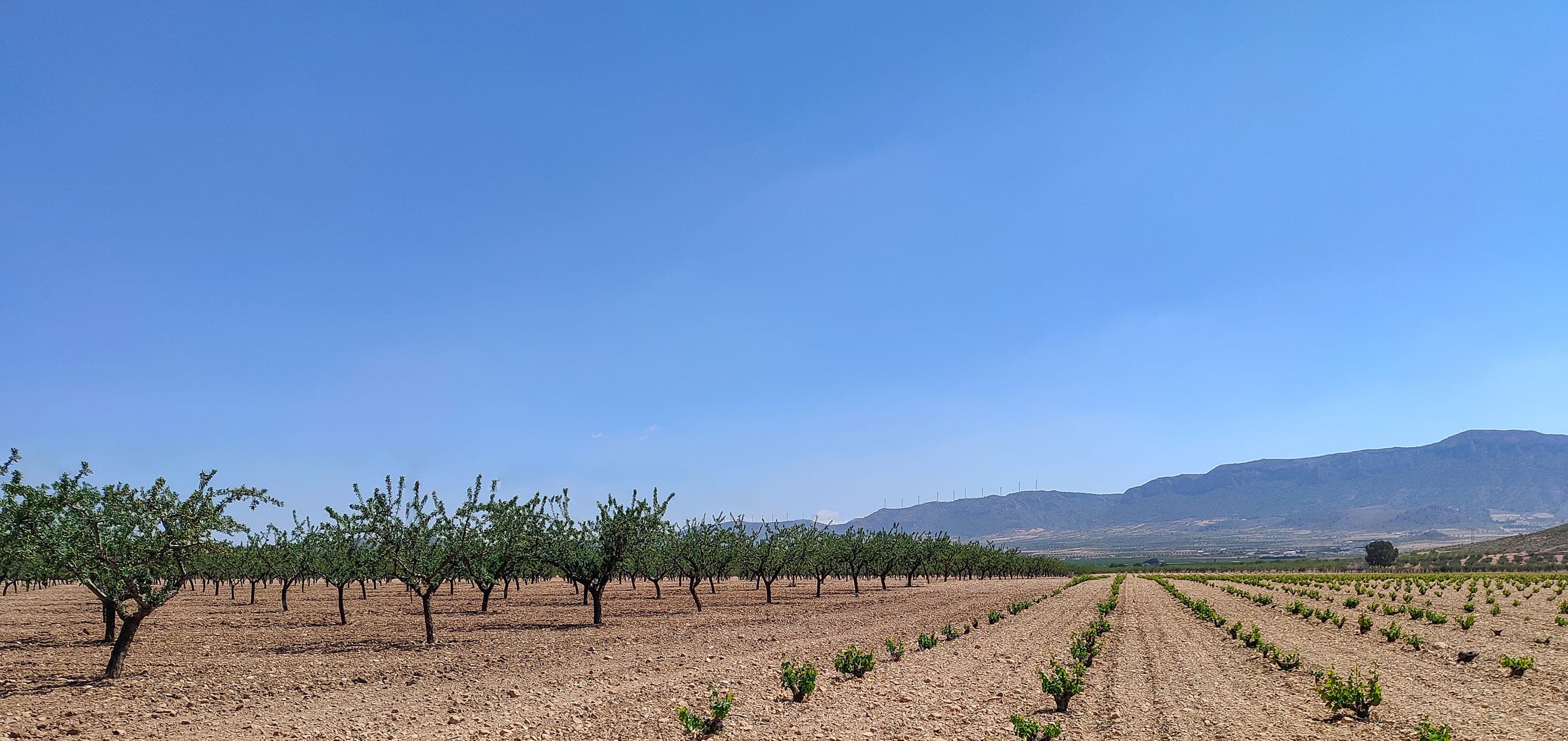 A serene field of trees under a clear blue sky, showing the beauty and tranquility of nature.