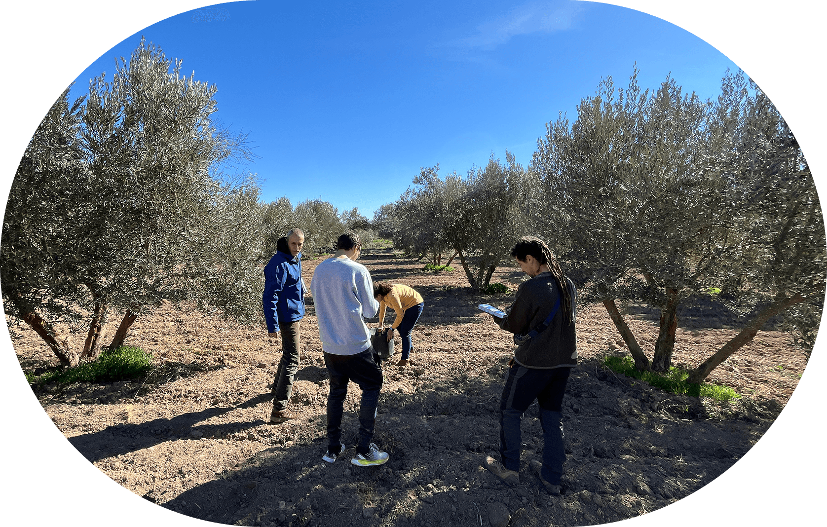 Three individuals gathered around a large olive tree, engaged in conversation under its sprawling branche