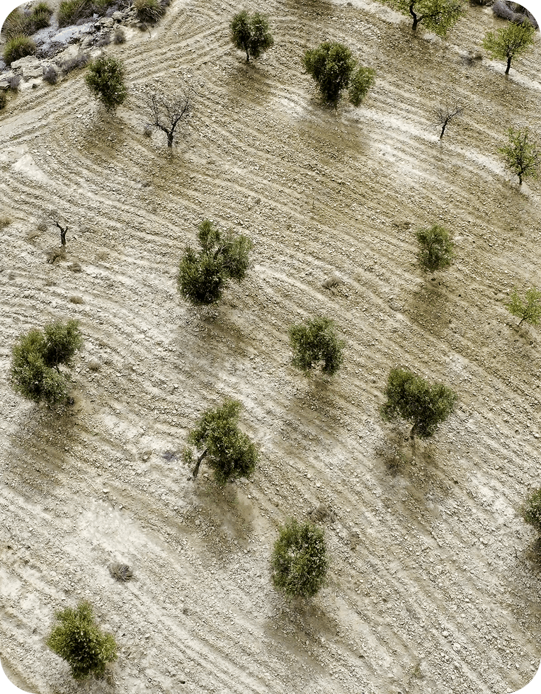 Vista aérea de un frondoso campo verde salpicado de árboles, que muestra un paisaje natural desde arriba.
