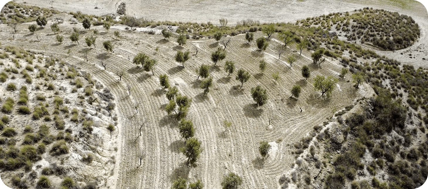 Perspectiva aérea de un campo vibrante entremezclado con árboles, resaltando la belleza de la naturaleza.
