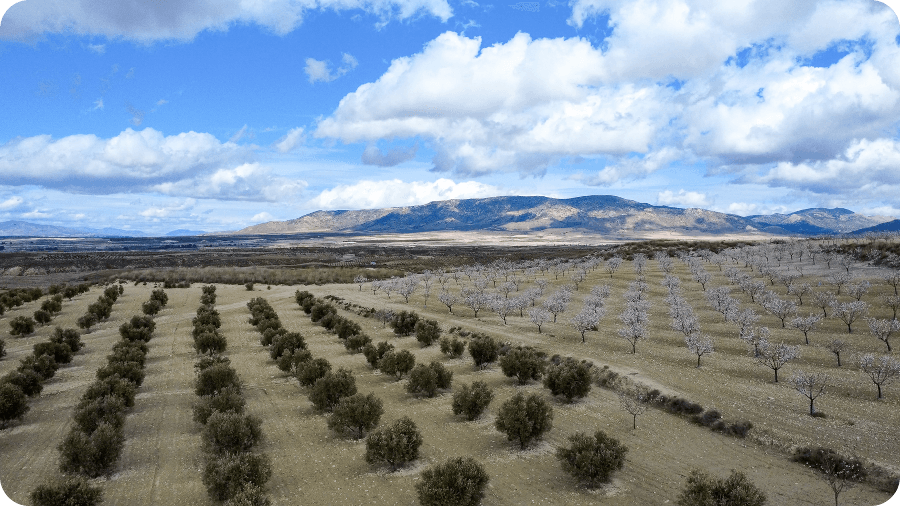 Aerial view of a lush olive grove with rolling mountains in the background under a clear blue sky.