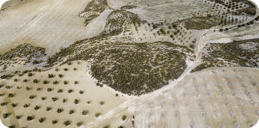 Aerial view of a field featuring scattered trees and patches of dirt, showcasing a natural landscape from above.