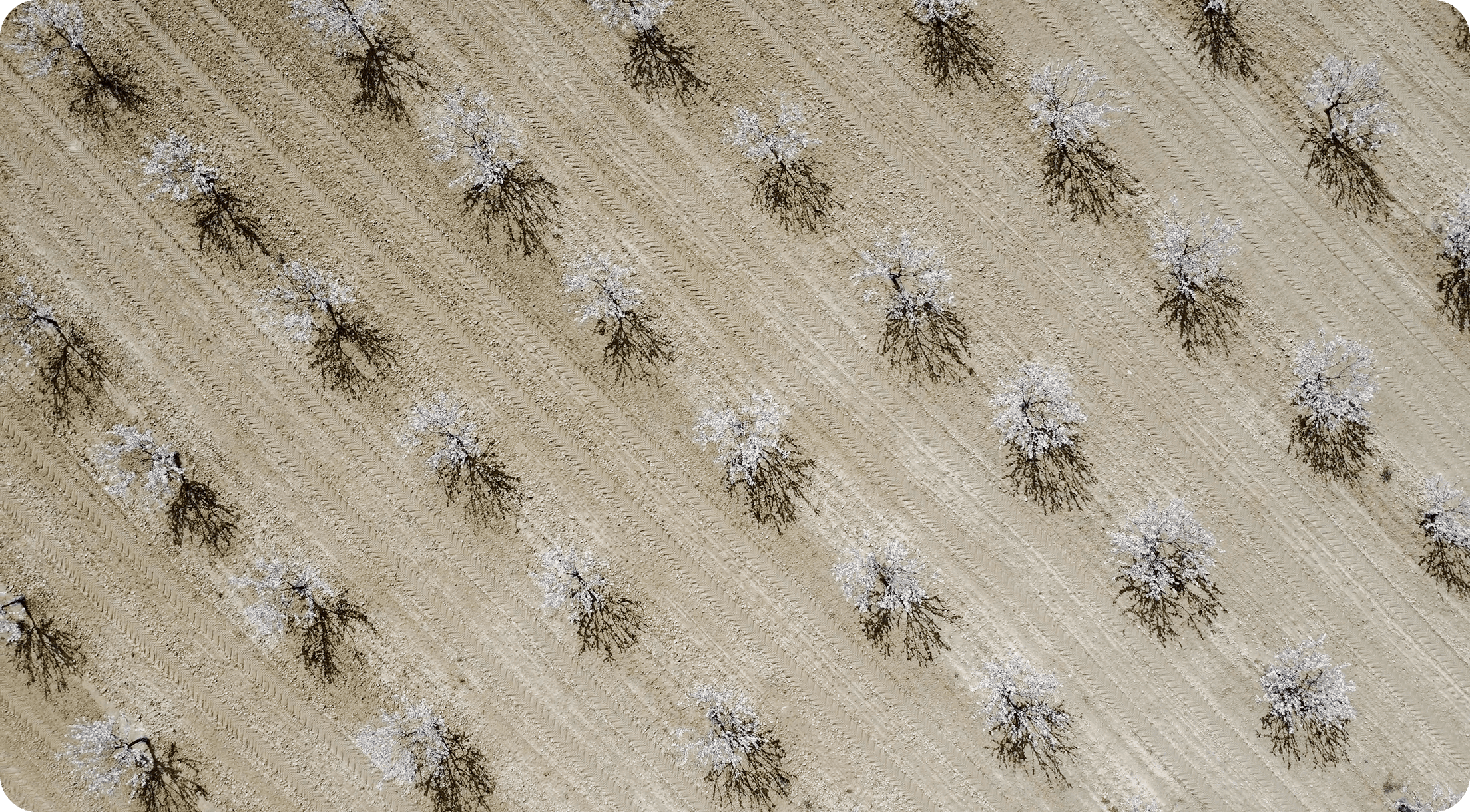 Vista aérea de un frondoso campo verde rodeado de grupos de árboles bajo un cielo azul despejado.