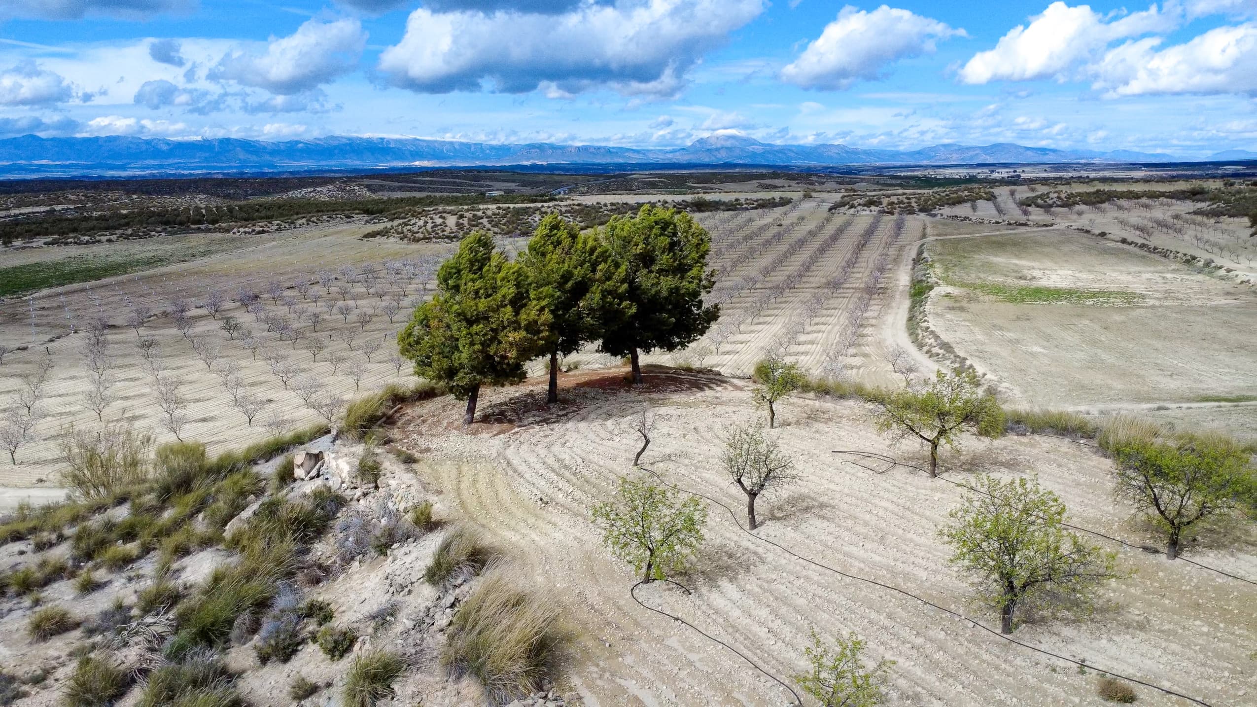 Overhead perspective of a vibrant field interspersed with trees