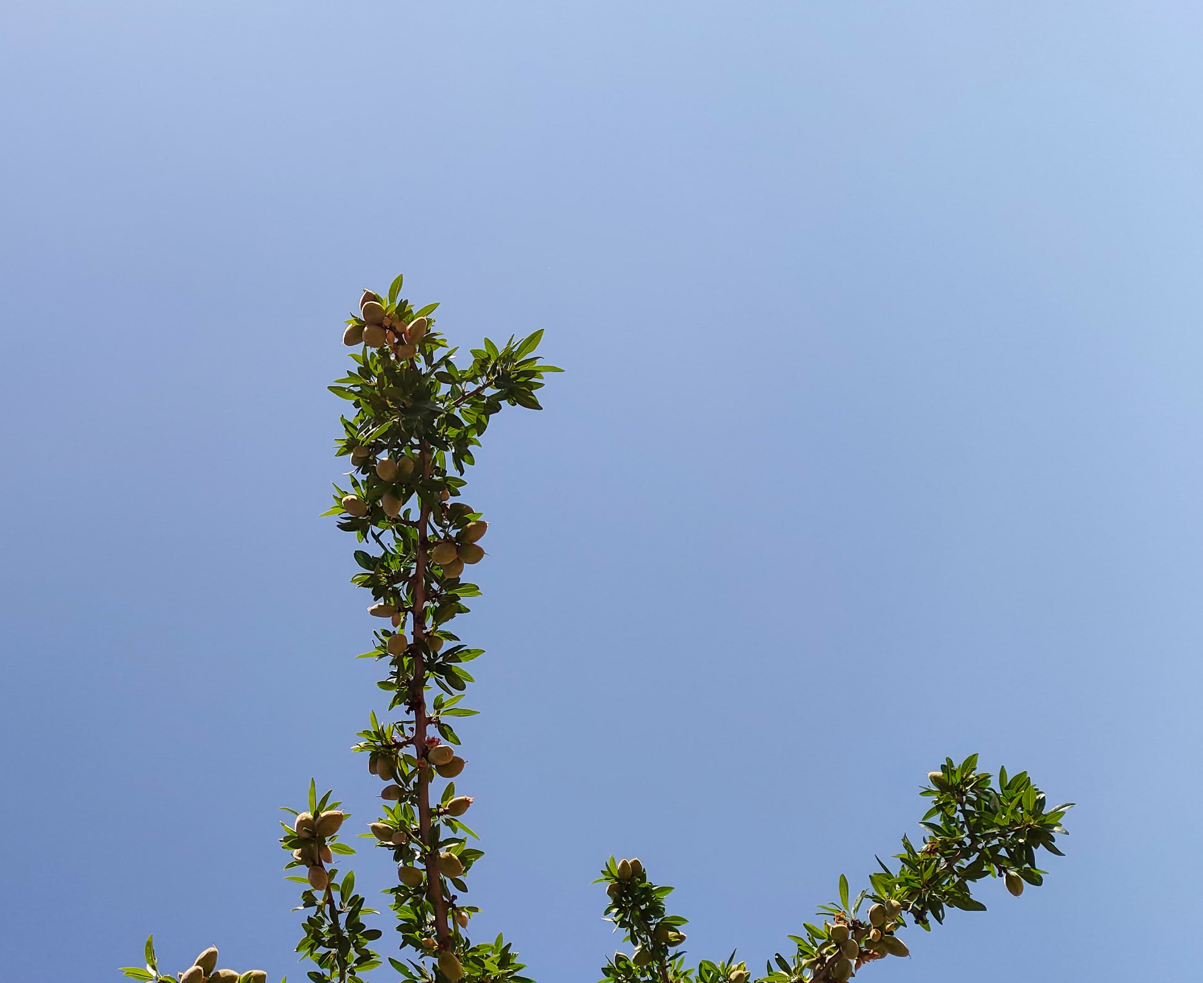 Una rama con hojas verdes y pequeños frutos contra un cielo azul claro.