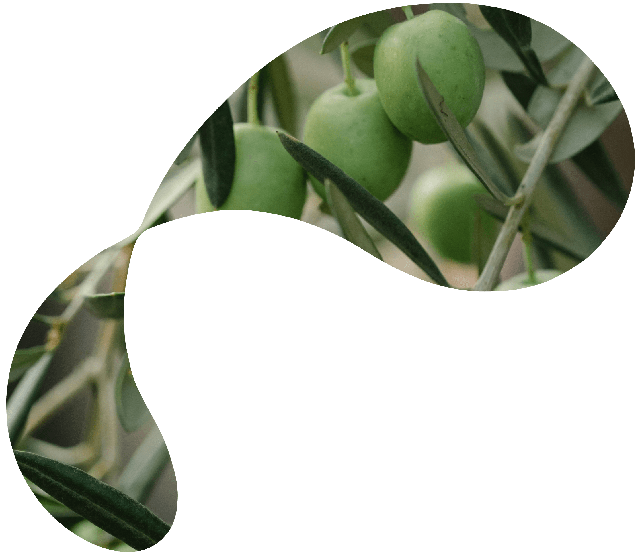 Green olives hanging on branches, surrounded by leaves, with an artistic cutout shape.