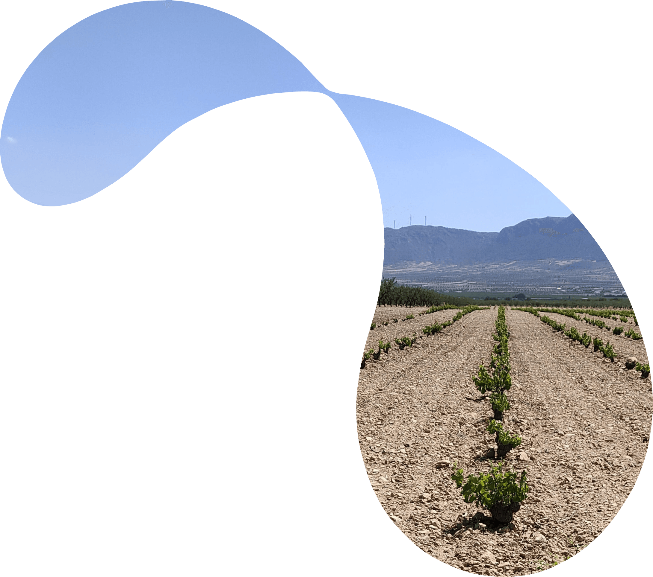 A large blue circle in the foreground with a lush vineyard landscape visible in the background.