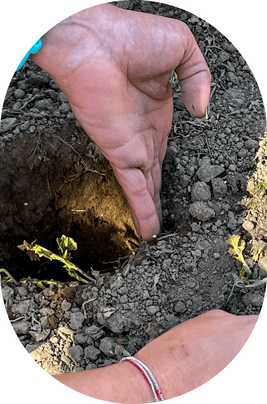 A person digs into the ground with their hands, appearing concentrated on the task, surrounded by soil and dirt.