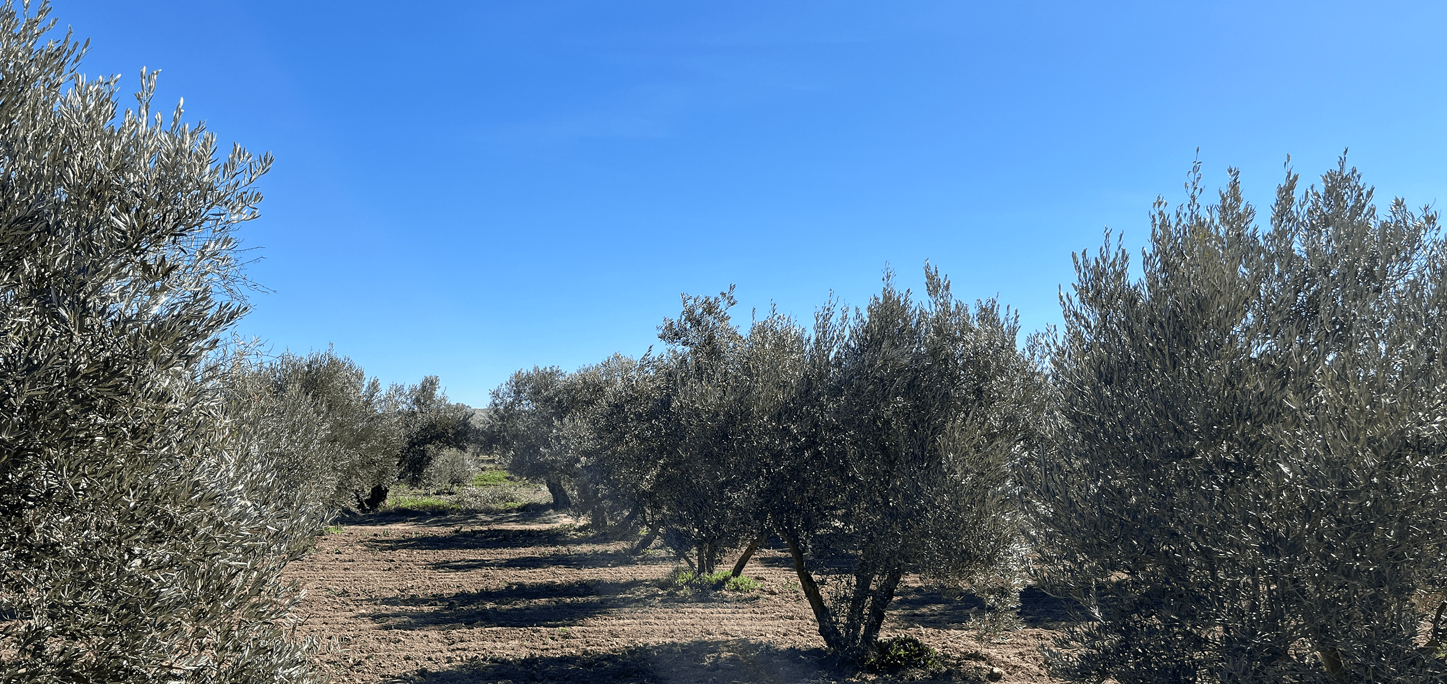 A grove of olive trees under a clear blue sky, with neatly arranged rows and sunlight casting shadows on the ground.